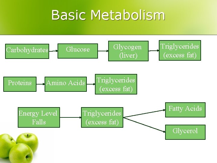 Basic Metabolism Carbohydrates Proteins Glucose Amino Acids Energy Level Falls Glycogen (liver) Triglycerides (excess