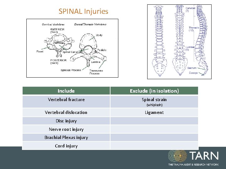 SPINAL Injuries Include Exclude (in isolation) Vertebral fracture Spinal strain Vertebral dislocation Ligament Disc