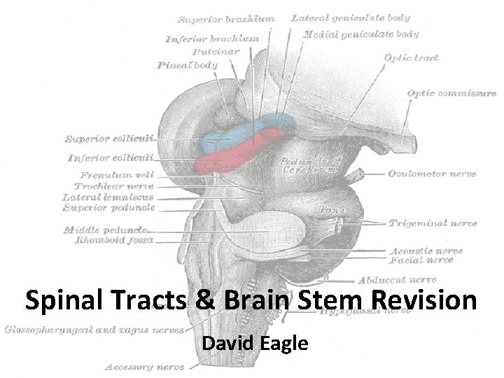 Spinal Tracts & Brain Stem Revision David Eagle 