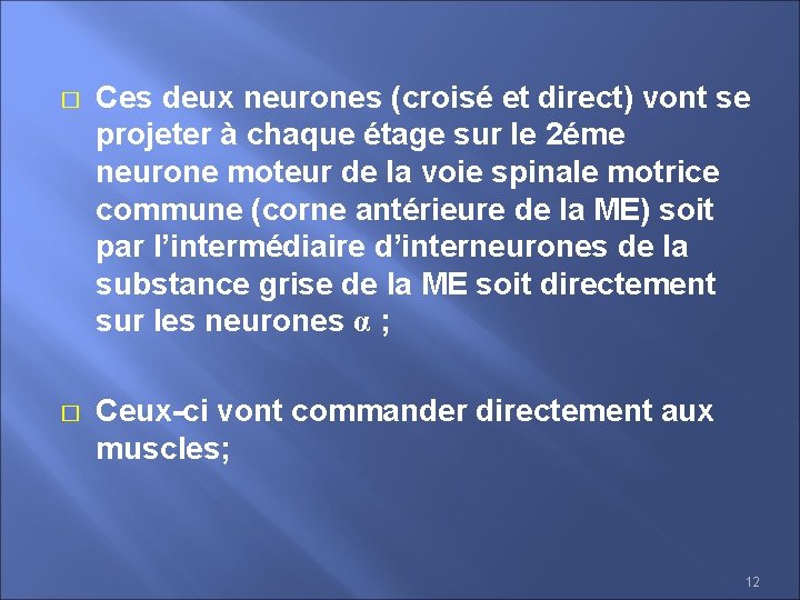� Ces deux neurones (croisé et direct) vont se projeter à chaque étage sur