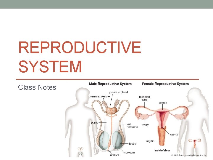 REPRODUCTIVE SYSTEM Class Notes 