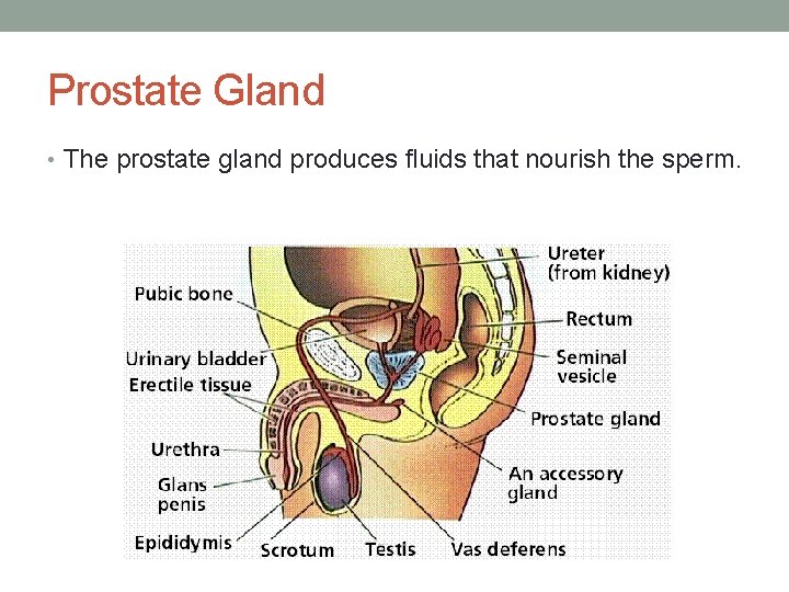 Prostate Gland • The prostate gland produces fluids that nourish the sperm. 