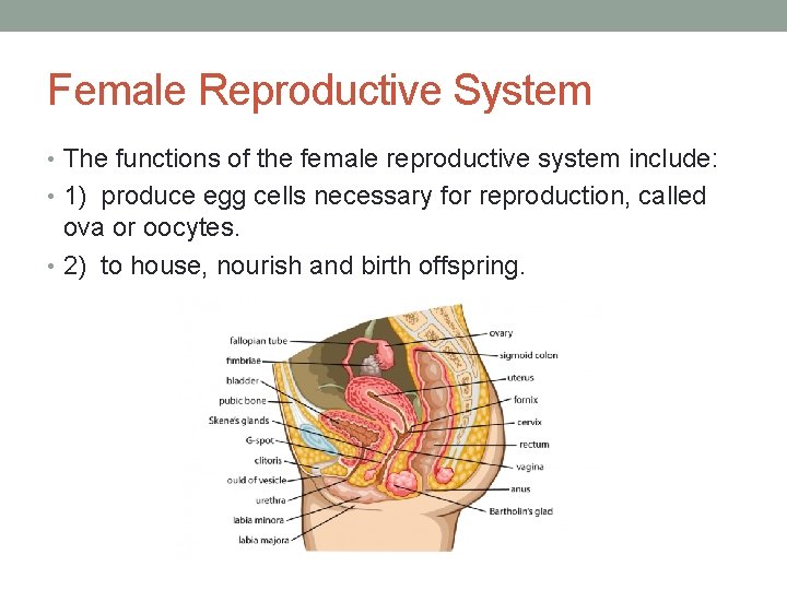 Female Reproductive System • The functions of the female reproductive system include: • 1)