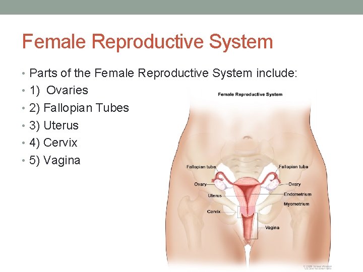 Female Reproductive System • Parts of the Female Reproductive System include: • 1) Ovaries