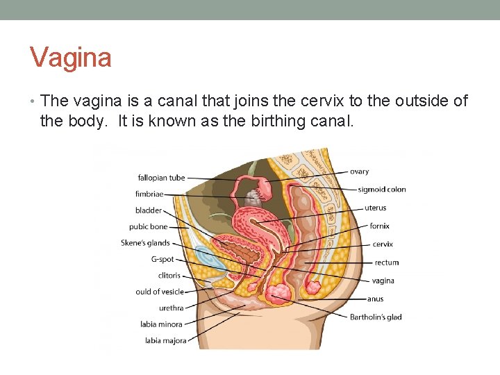 Vagina • The vagina is a canal that joins the cervix to the outside