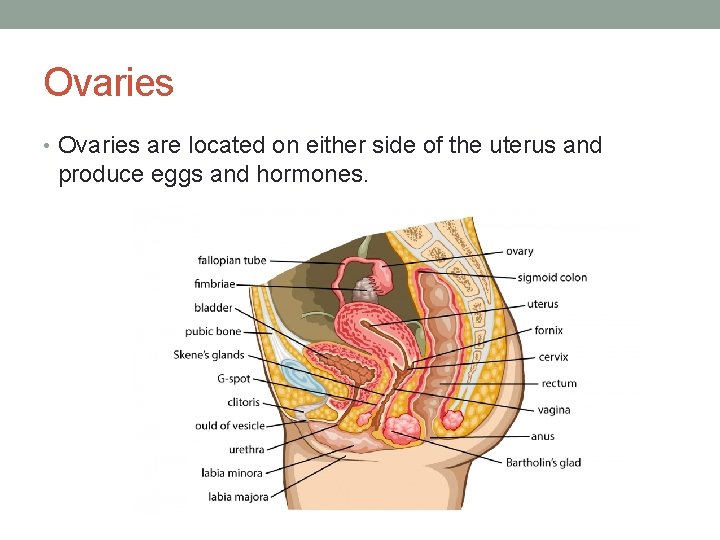 Ovaries • Ovaries are located on either side of the uterus and produce eggs
