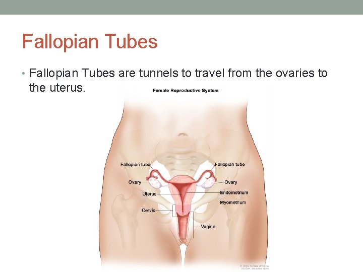 Fallopian Tubes • Fallopian Tubes are tunnels to travel from the ovaries to the