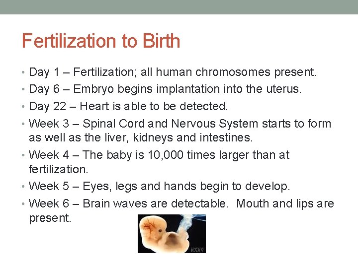 Fertilization to Birth • Day 1 – Fertilization; all human chromosomes present. • Day