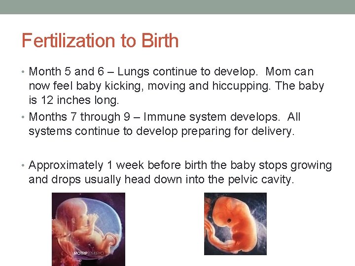 Fertilization to Birth • Month 5 and 6 – Lungs continue to develop. Mom