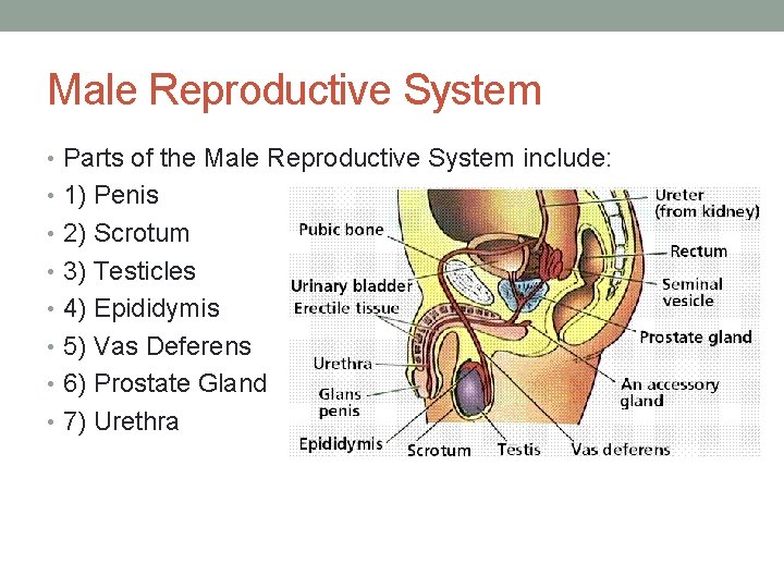 Male Reproductive System • Parts of the Male Reproductive System include: • 1) Penis