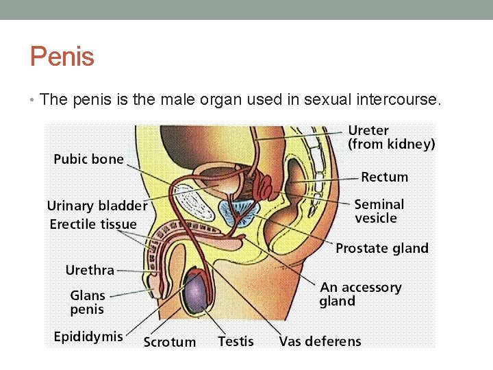 Penis • The penis is the male organ used in sexual intercourse. 