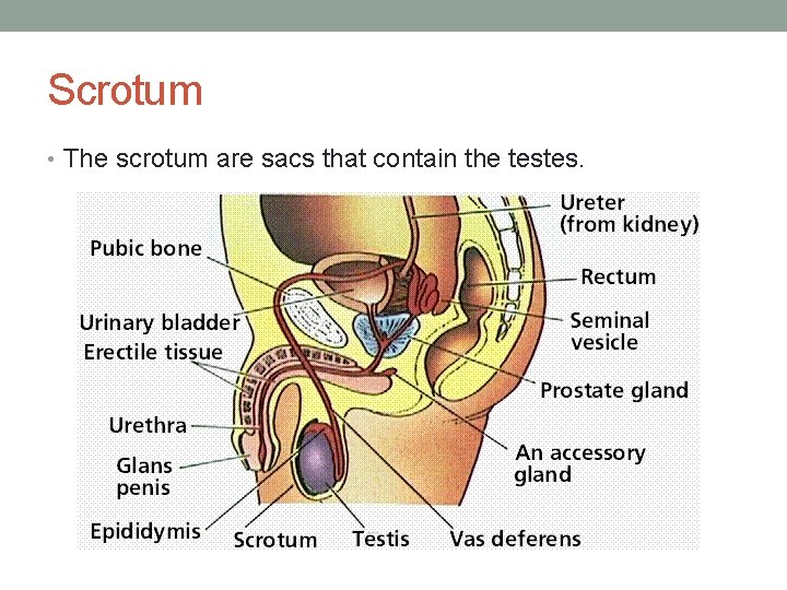 Scrotum • The scrotum are sacs that contain the testes. 