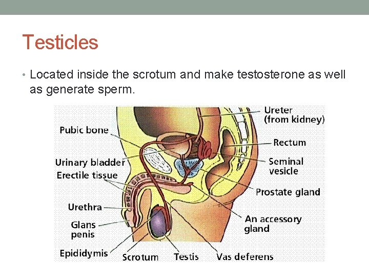 Testicles • Located inside the scrotum and make testosterone as well as generate sperm.