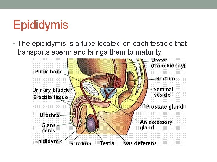 Epididymis • The epididymis is a tube located on each testicle that transports sperm