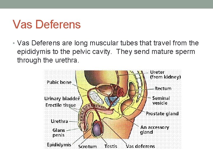 Vas Deferens • Vas Deferens are long muscular tubes that travel from the epididymis