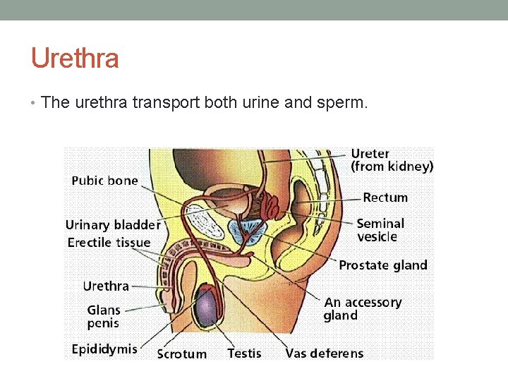 Urethra • The urethra transport both urine and sperm. 