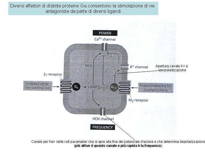 Diversi effettori di distinte proteine Ga consentono la stimolazione di vie antagoniste da parte