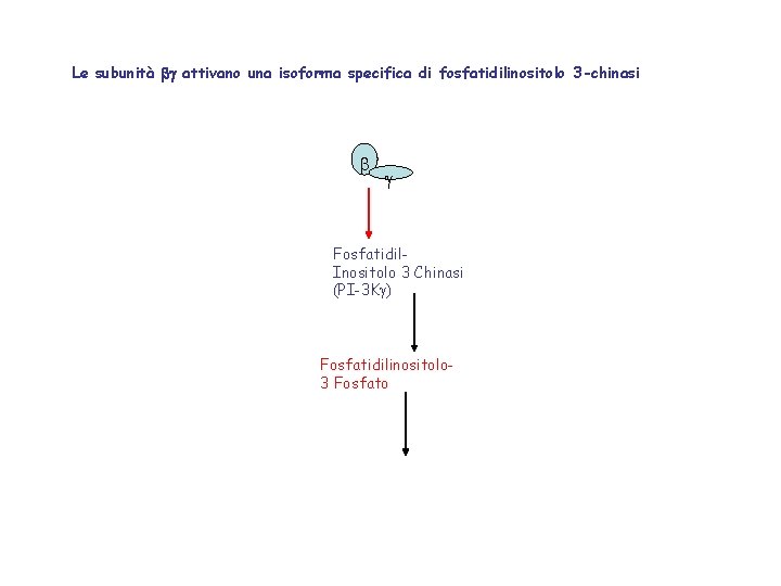 Le subunità bg attivano una isoforma specifica di fosfatidilinositolo 3 -chinasi b g Fosfatidil.