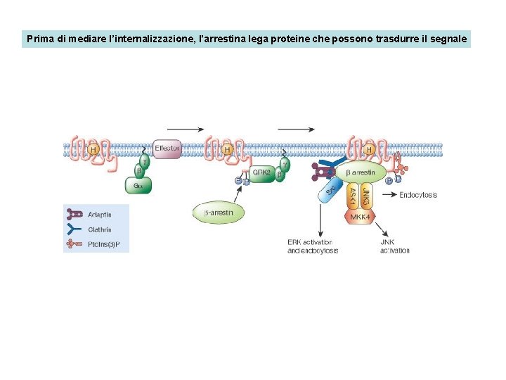 Prima di mediare l’internalizzazione, l’arrestina lega proteine che possono trasdurre il segnale 