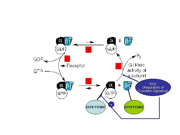 4 1 3 2 EFFETTORE RGS (Regulators of G protein Signaling) - EFFETTORE 