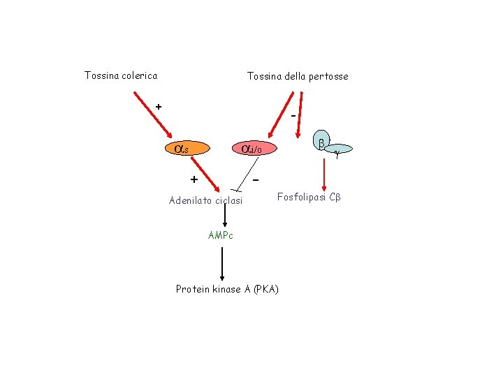 Tossina colerica Tossina della pertosse + - as b ai/o + g - Adenilato
