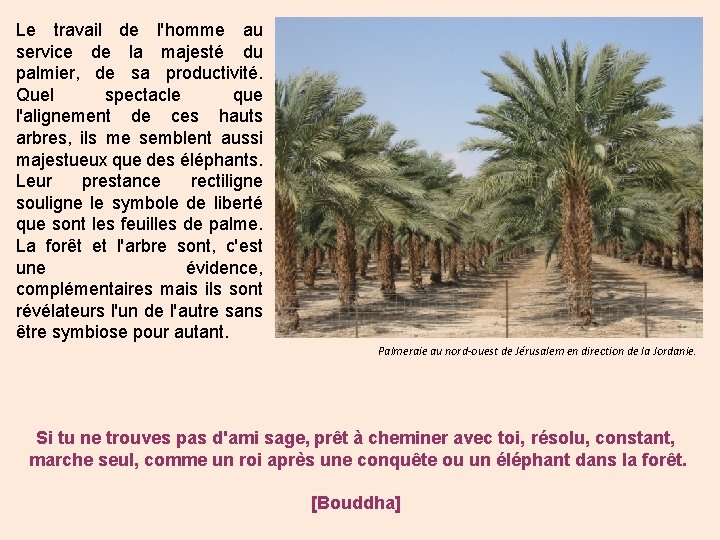 Le travail de l'homme au service de la majesté du palmier, de sa productivité.