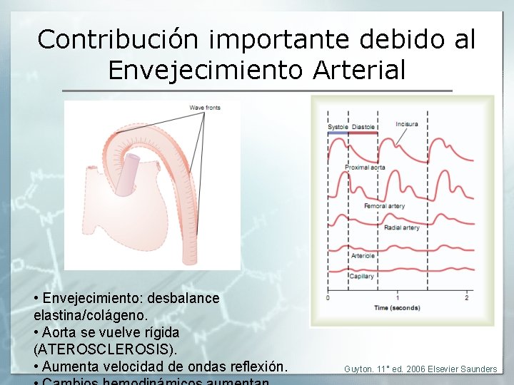 Contribución importante debido al Envejecimiento Arterial • Envejecimiento: desbalance elastina/colágeno. • Aorta se vuelve