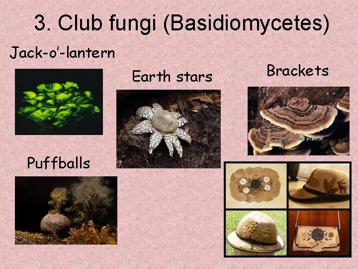 3. Club fungi (Basidiomycetes) Jack-o’-lantern Earth stars Puffballs Brackets 