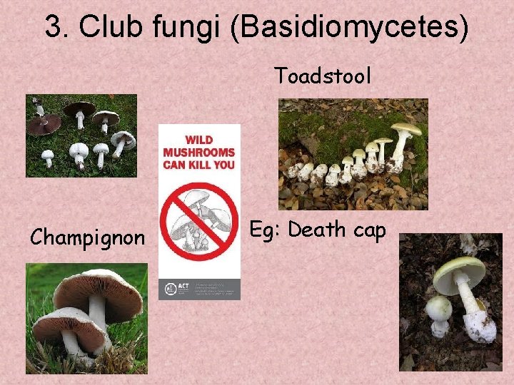 3. Club fungi (Basidiomycetes) Toadstool Champignon Eg: Death cap 
