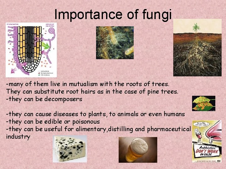 Importance of fungi -many of them live in mutualism with the roots of trees.