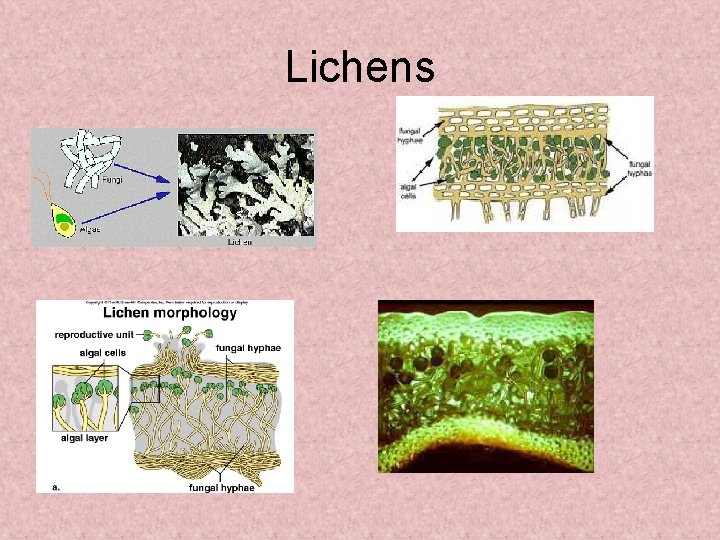 Lichens 