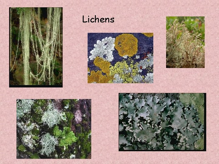 Lichens 