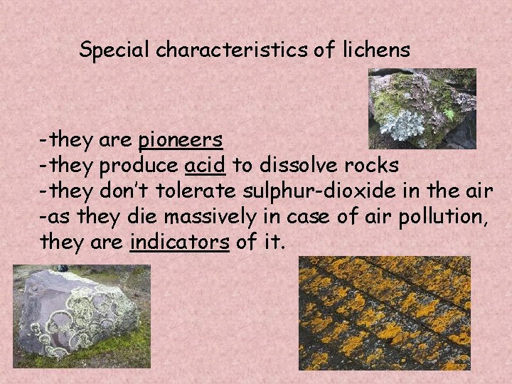 Special characteristics of lichens -they are pioneers -they produce acid to dissolve rocks -they