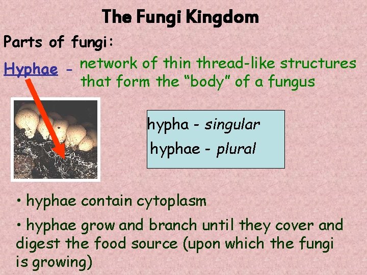 The Fungi Kingdom Parts of fungi: Hyphae - network of thin thread-like structures that