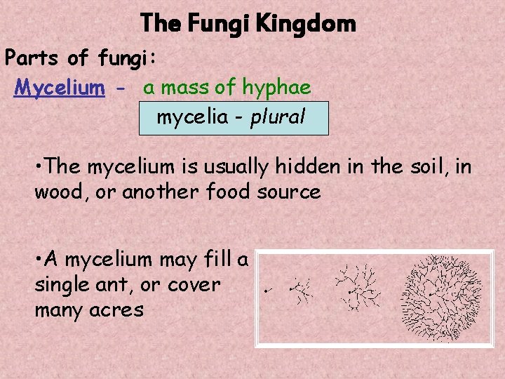The Fungi Kingdom Parts of fungi: Mycelium - a mass of hyphae mycelia -