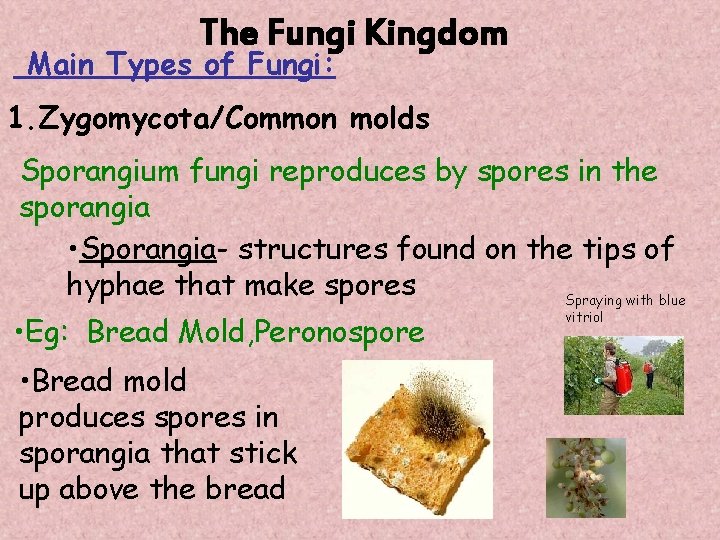 The Fungi Kingdom Main Types of Fungi: 1. Zygomycota/Common molds Sporangium fungi reproduces by