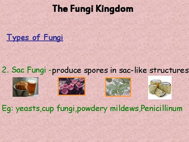 The Fungi Kingdom Types of Fungi 2. Sac Fungi - produce spores in sac-like
