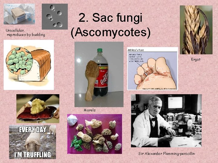 Unicellular, reproduces by budding 2. Sac fungi (Ascomycotes) Ergot Morels Sir Alexander Flemming-penicillin 