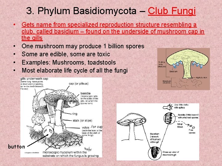 3. Phylum Basidiomycota – Club Fungi • Gets name from specialized reproduction structure resembling