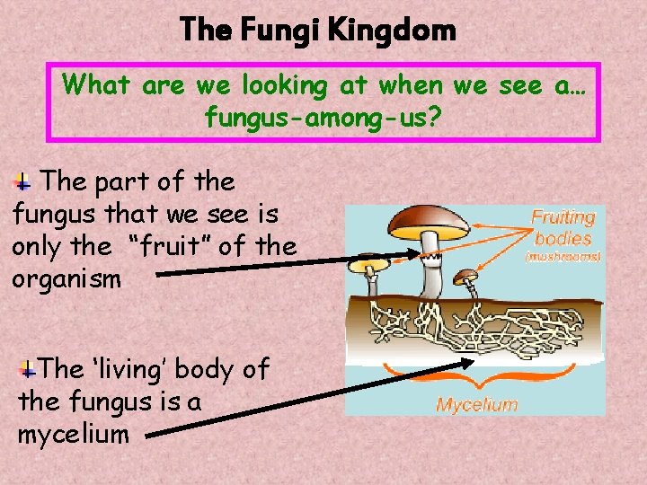 The Fungi Kingdom What are we looking at when we see a… fungus-among-us? The