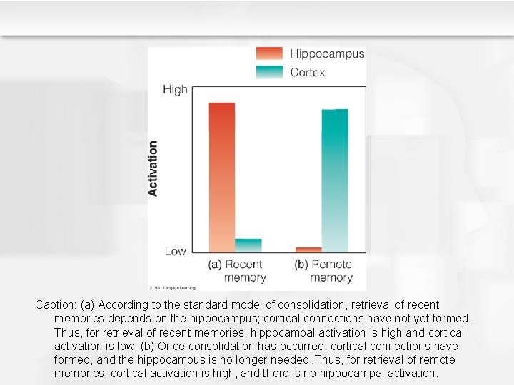 Caption: (a) According to the standard model of consolidation, retrieval of recent memories depends