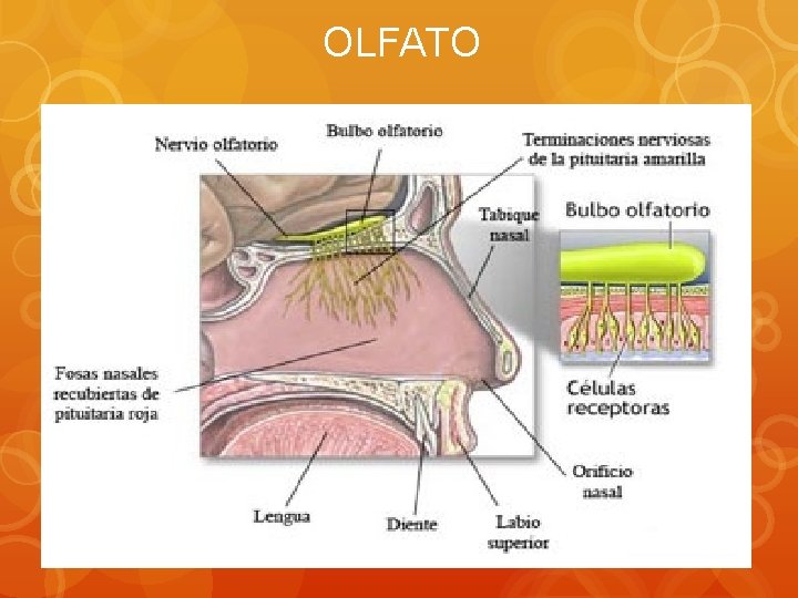 OLFATO 