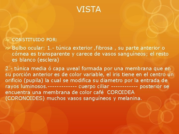 VISTA CONSTITUIDO POR: Bulbo ocular: 1. - túnica exterior , fibrosa , su parte