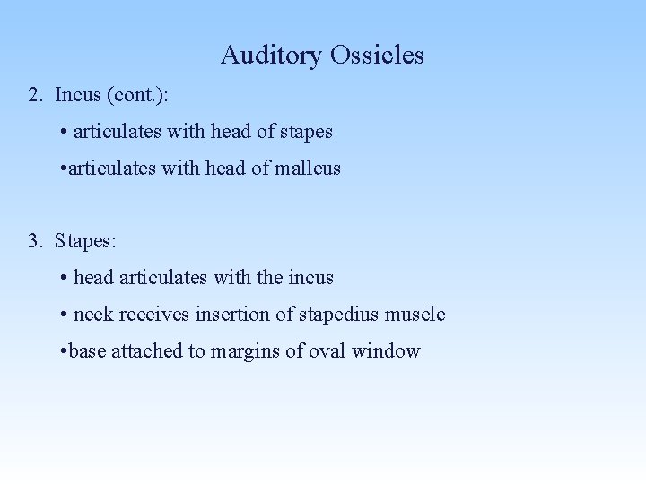 Auditory Ossicles 2. Incus (cont. ): • articulates with head of stapes • articulates