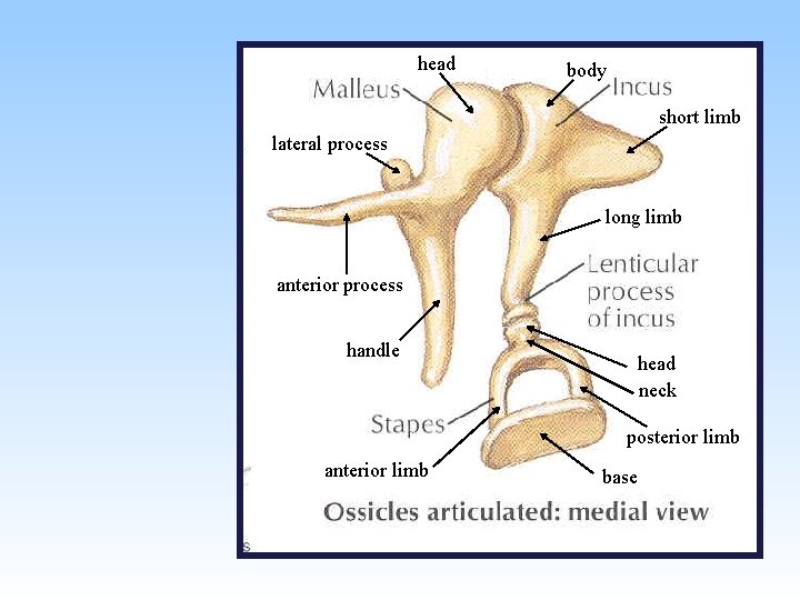 head body short limb lateral process long limb anterior process handle head neck posterior