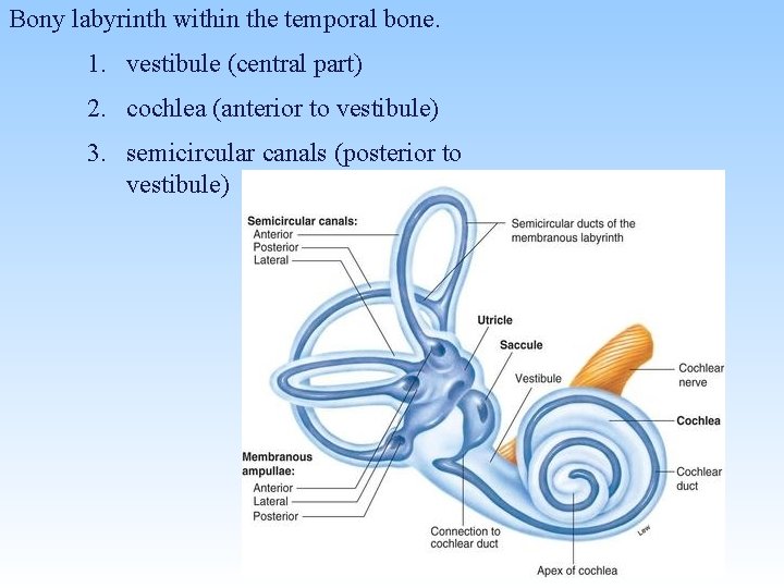 Bony labyrinth within the temporal bone. 1. vestibule (central part) 2. cochlea (anterior to