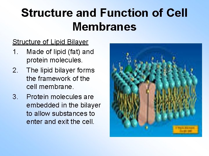 Structure and Function of Cell Membranes Structure of Lipid Bilayer 1. Made of lipid