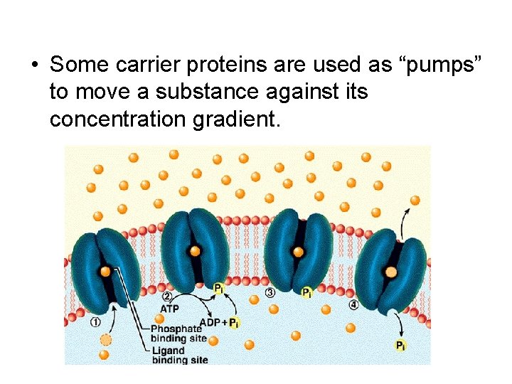  • Some carrier proteins are used as “pumps” to move a substance against