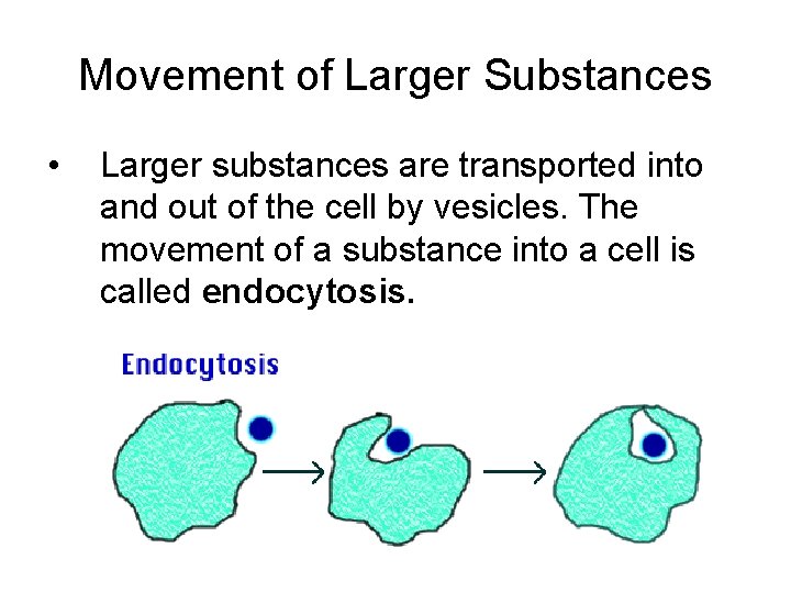 Movement of Larger Substances • Larger substances are transported into and out of the