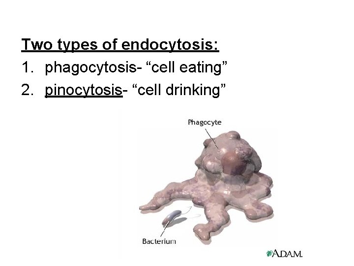 Two types of endocytosis: 1. phagocytosis- “cell eating” 2. pinocytosis- “cell drinking” 